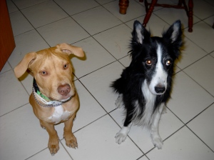 My guilty dogs, Ringo and Ozzy